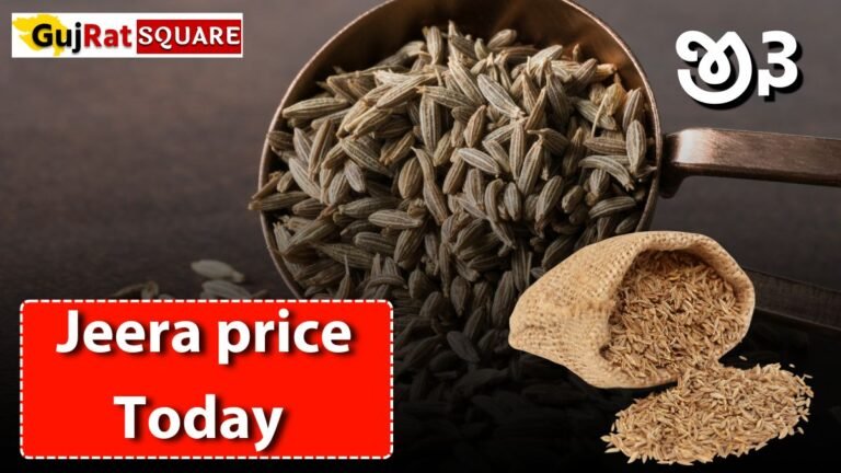 Jeera price Today Gujarat