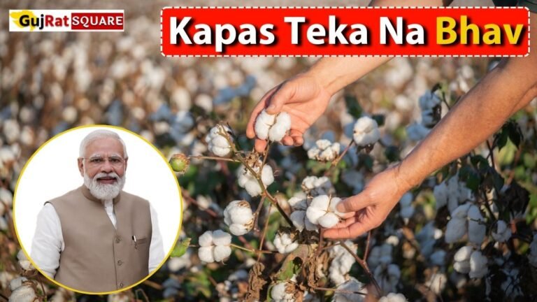Kapas MSP 2025 Gujarat