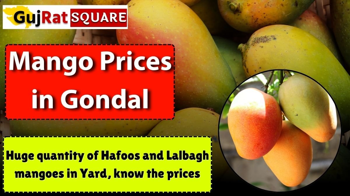 Mango Prices in Gondal
